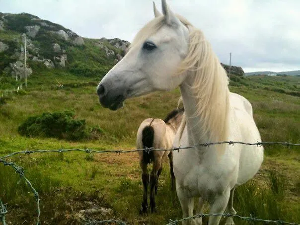 House 게스트하우스